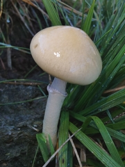 Protostropharia semiglobata