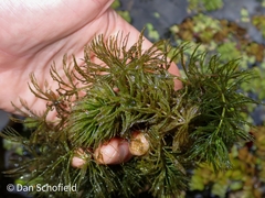 Ceratophyllum