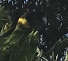 Barnardius zonarius