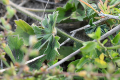 Pelargonium alchemilloides