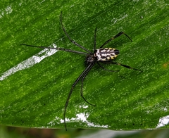 Leucauge tessellata