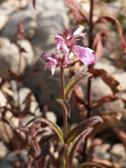 Stachys palustris