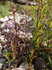 Stachys palustris