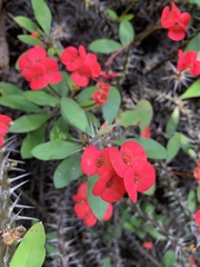 Euphorbia milii