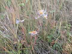 Aster biennis