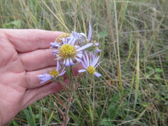 Aster biennis