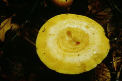 Lactarius pallidus