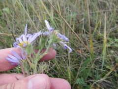 Aster biennis