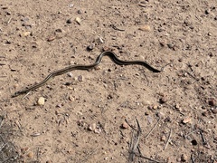 Lampropeltis californiae