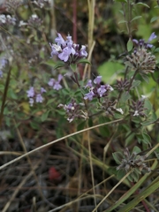 Ziziphora clinopodioides
