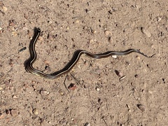 Lampropeltis californiae