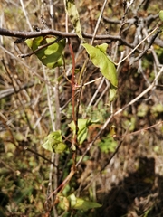 Fallopia convolvulus