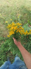 Tanacetum vulgare