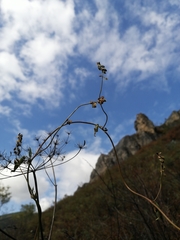 Fallopia convolvulus