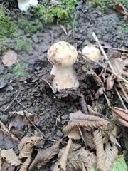 Amanita rubescens