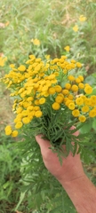 Tanacetum vulgare
