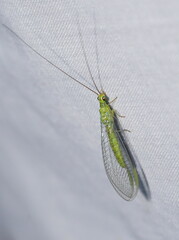 Plesiochrysa ramburi