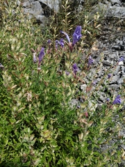 Dracocephalum peregrinum