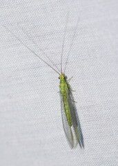 Plesiochrysa ramburi