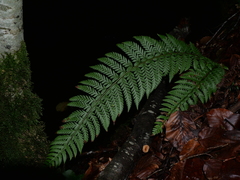 Polystichum aculeatum