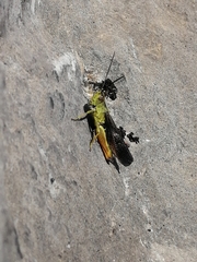 Megaulacobothrus aethalinus