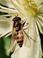 Parasyrphus