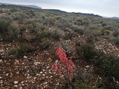 Gonialoe variegata
