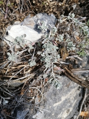 Odontarrhena obovata