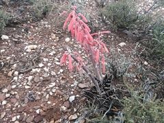 Gonialoe variegata