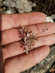 Odontarrhena obovata