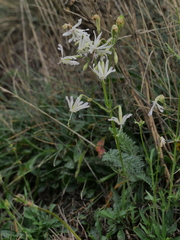 Silene nutans nutans