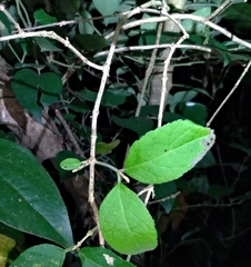 Callicarpa formosana formosana