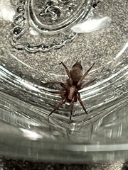 Scotophaeus blackwalli