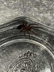 Scotophaeus blackwalli