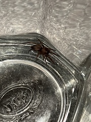 Scotophaeus blackwalli