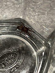 Scotophaeus blackwalli