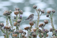 Linaria flavirostris