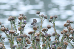 Linaria flavirostris