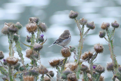 Linaria flavirostris