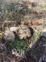 Testudo graeca