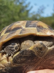 Testudo graeca