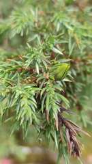 Oligotrophus juniperinus