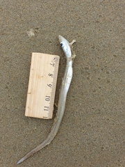 Gnathophis