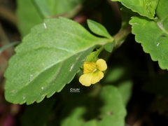 Mecardonia procumbens