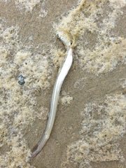 Gnathophis