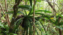 Angraecum eburneum image