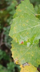 Aceria varia