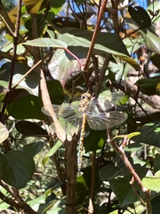 Hemicordulia australiae