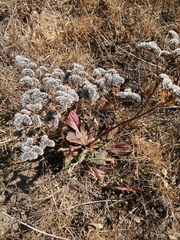 Goniolimon speciosum