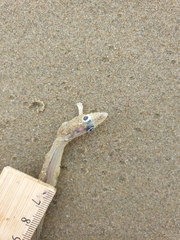 Gnathophis